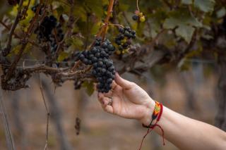 Vendange dans un vignoble français Grappes de raisin noir prêtes à être vendangées sur un pied de vigne