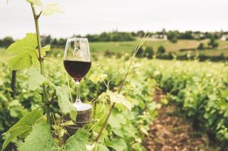 Vin bio et biodynamique : différences et comment choisir