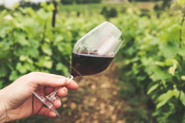 Vins rosés : la France au premier rang mondial de la production Vins rosés : la France au premier rang mondial de la production